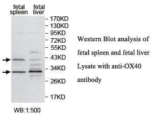 Anti-OX40