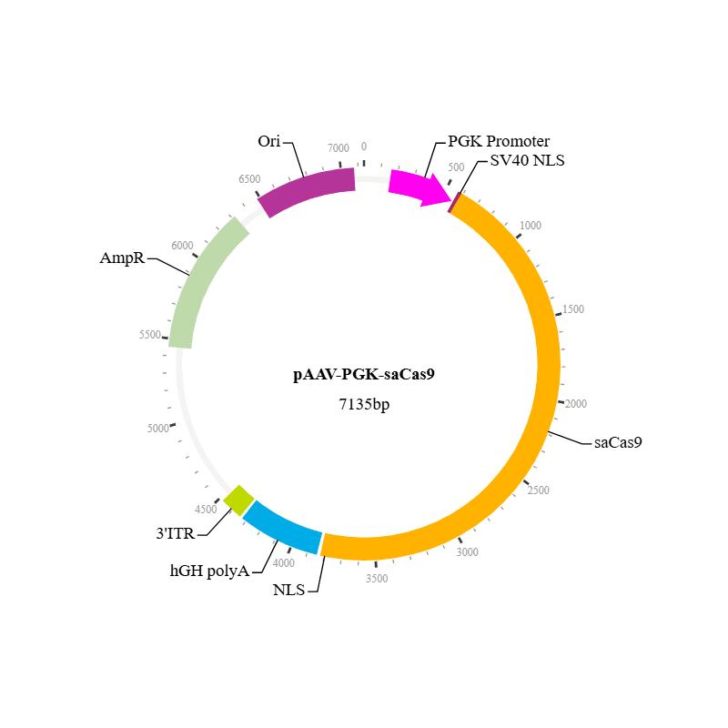 saCas9 Nuclease AAV Vector with ampicillin