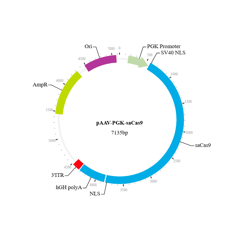 saCas9 Nuclease AAV Virus (AAV6)