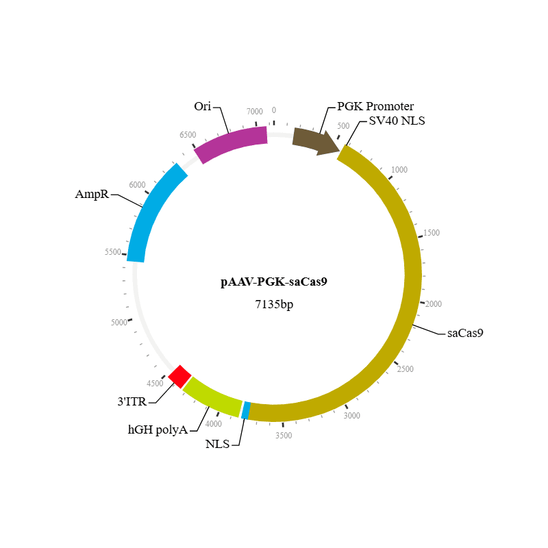 saCas9 Nuclease AAV Virus (AAV7)