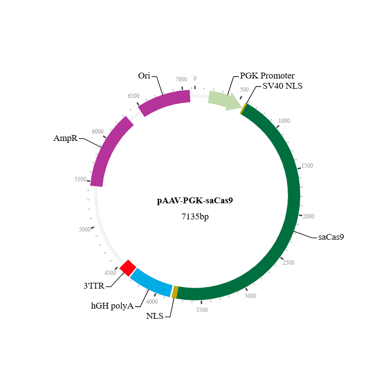 saCas9 Nuclease AAV Virus (AAV8)