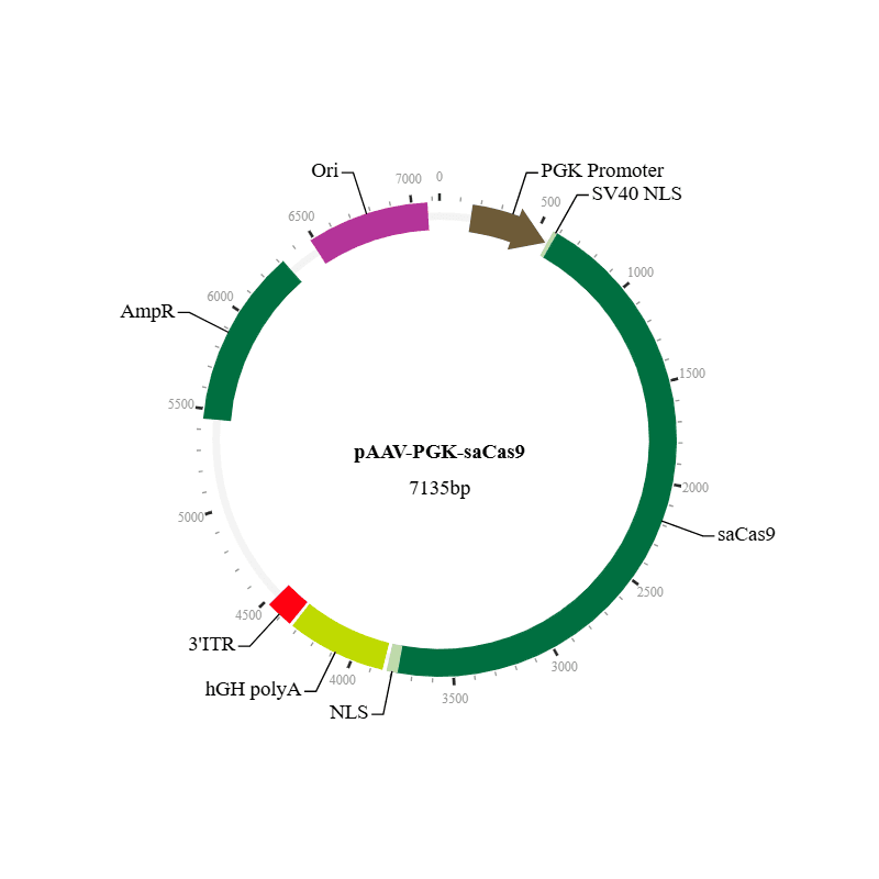 saCas9 Nuclease AAV Virus (AAV9)