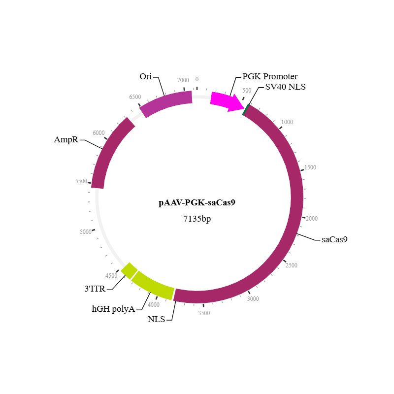 saCas9 Nuclease AAV Virus (AAV10)