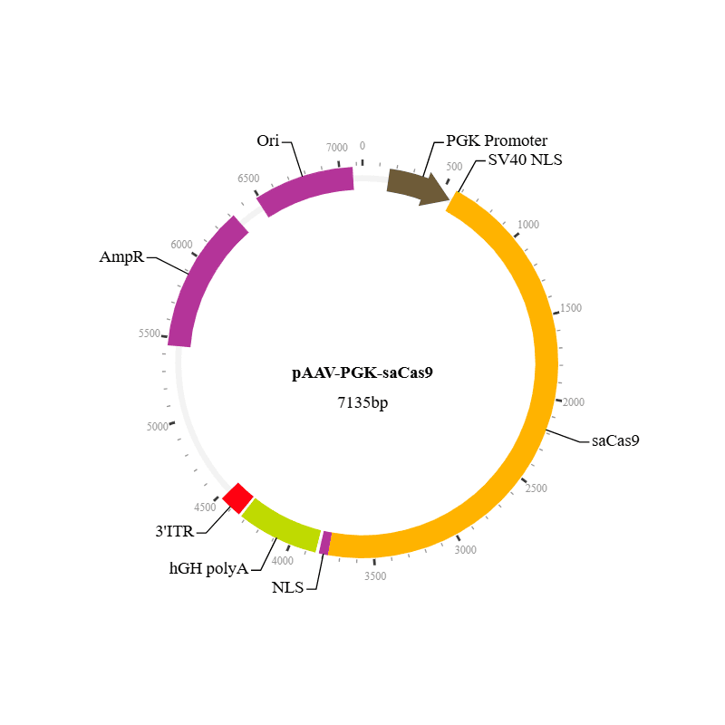saCas9 Nuclease AAV Virus (AAV11)