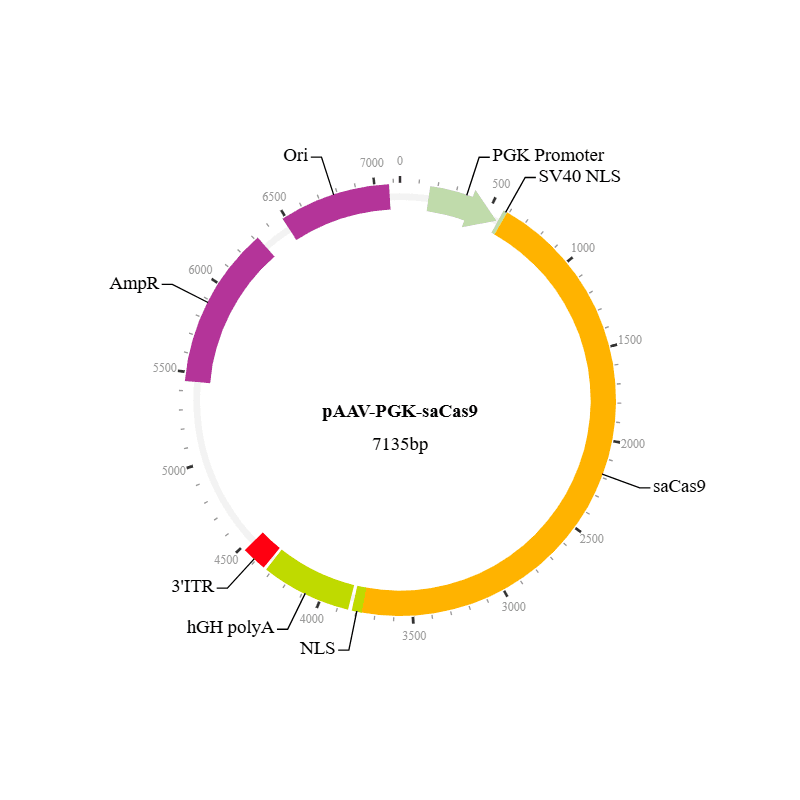 saCas9 Nuclease AAV Virus (AAV2)