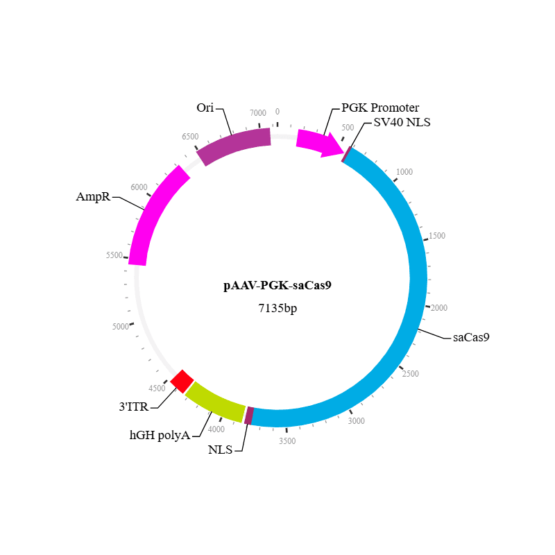 saCas9 Nuclease AAV Virus (AAV3)