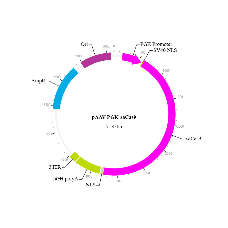 saCas9 Nuclease AAV Virus (AAV4)