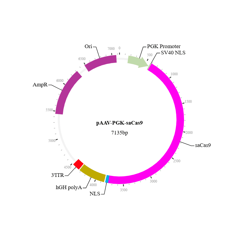 saCas9 Nuclease AAV Virus (AAV5)