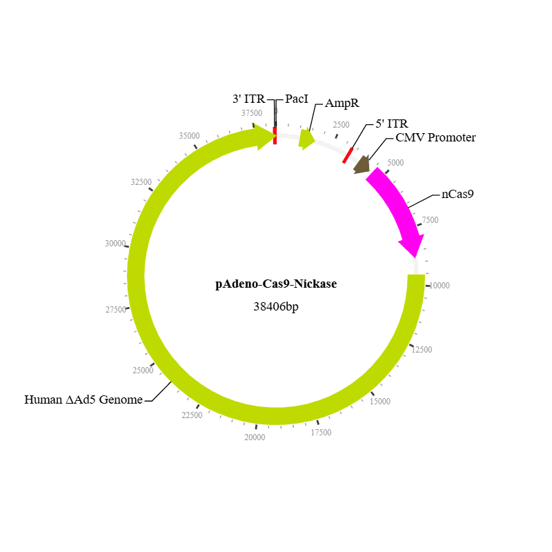 Cas9 Nickase Adenovirus