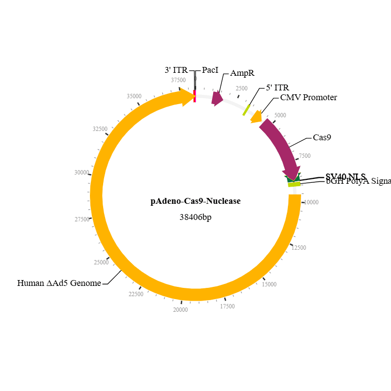 Cas9 Nuclease Adenovirus