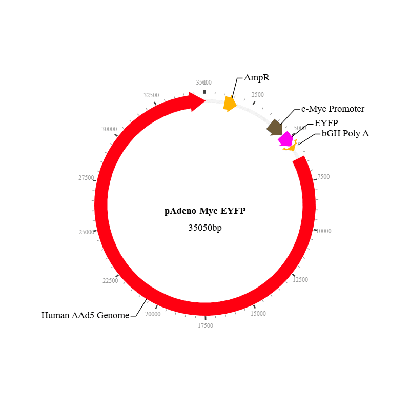 Myc EYFP Reporter Adenovirus