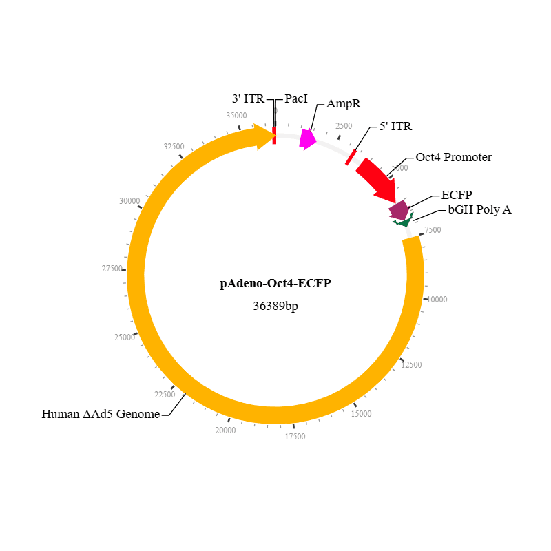 Oct4 ECFP Reporter Adenovirus