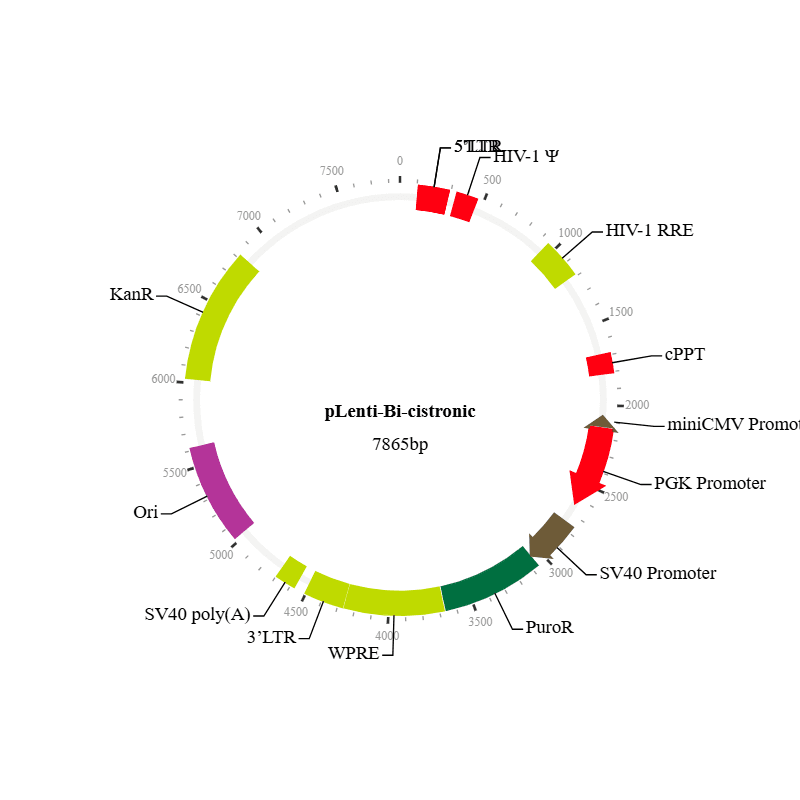 Lenti-Bi-cistronic Vector
