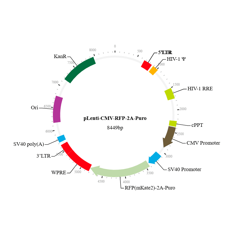 pLenti-CMV-RFP-2A-Puro Vector