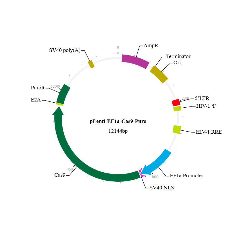 Cas9 Nuclease Lentiviral Vector