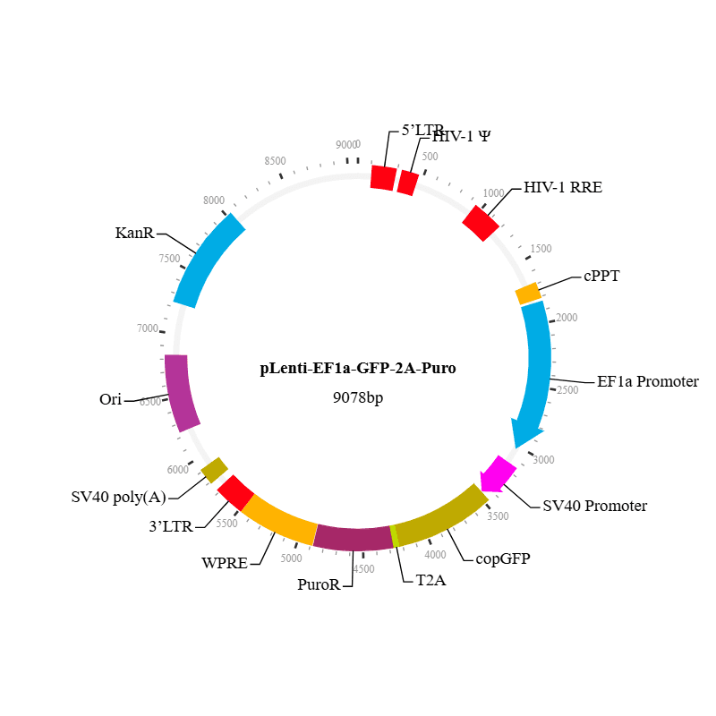Lenti-EF1a-GFP-2A-Puro Vector