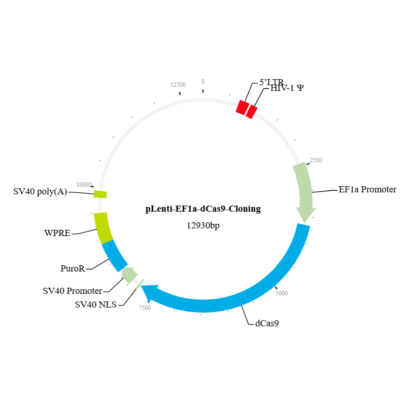dCas9 C-terminal Cloning Vector