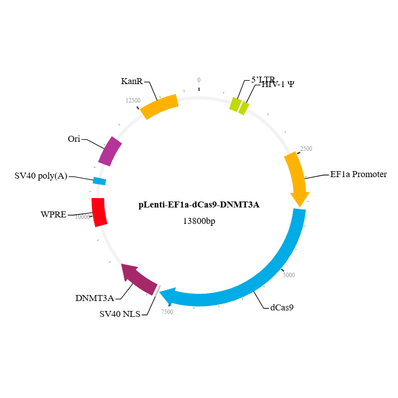 dCas9-DNMT3A Lentiviral Vector