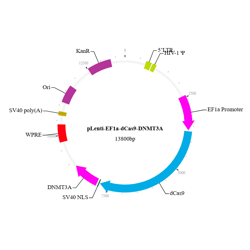 dCas9-DNMT3A Lentivirus