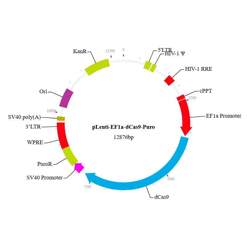 Cas9 Double Mutant Lentiviral Vector