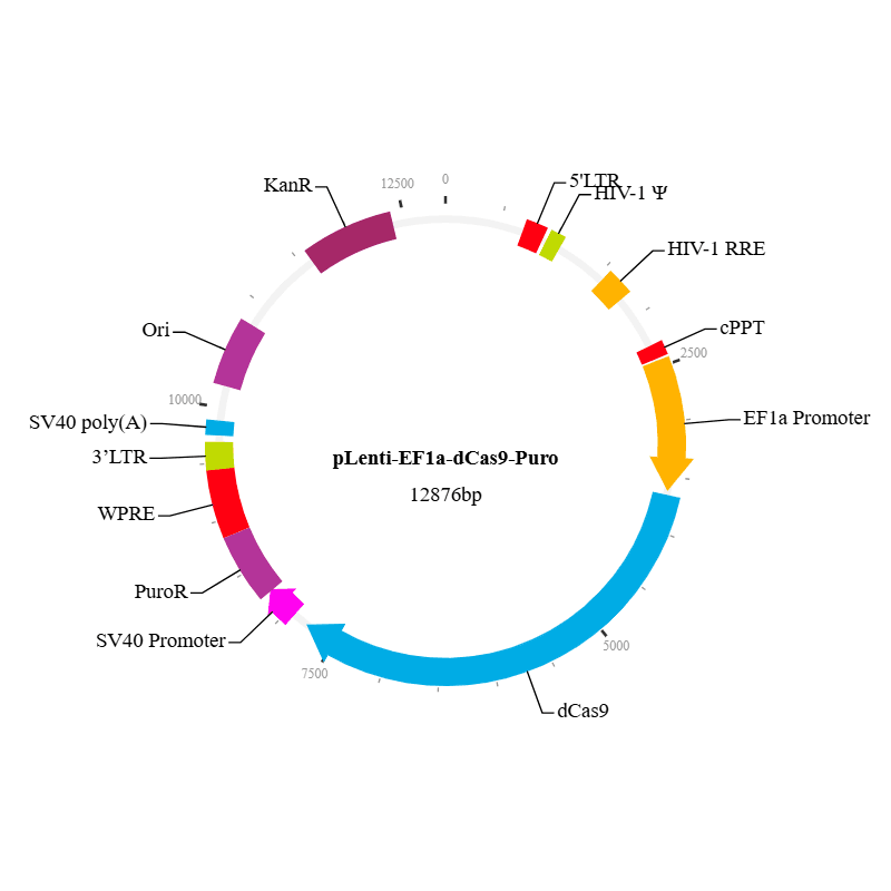 Cas9 Double Mutant Lentivirus