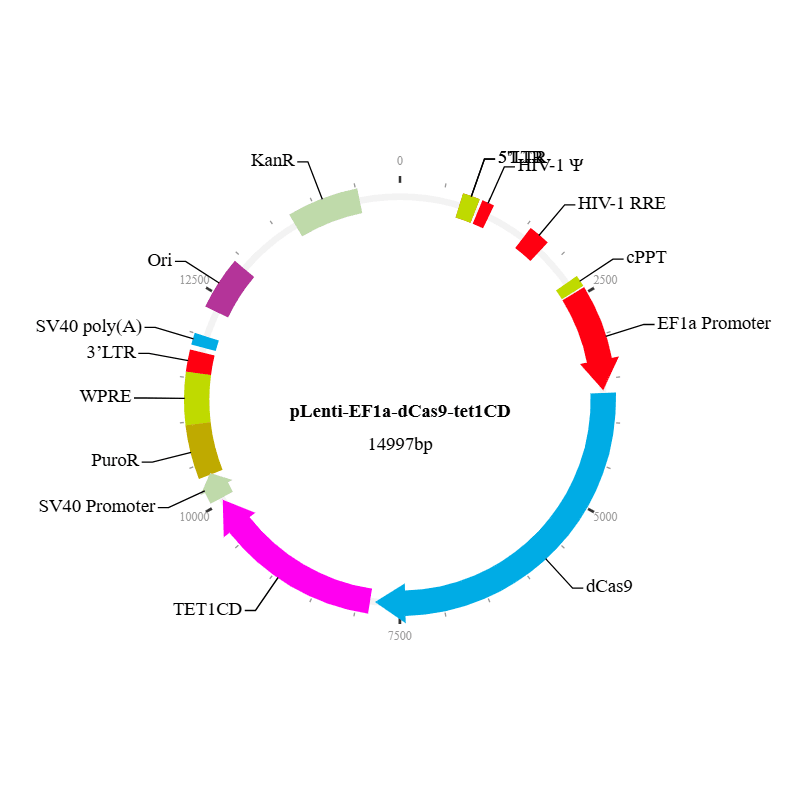 dCas9-TET1CD Lentivirus
