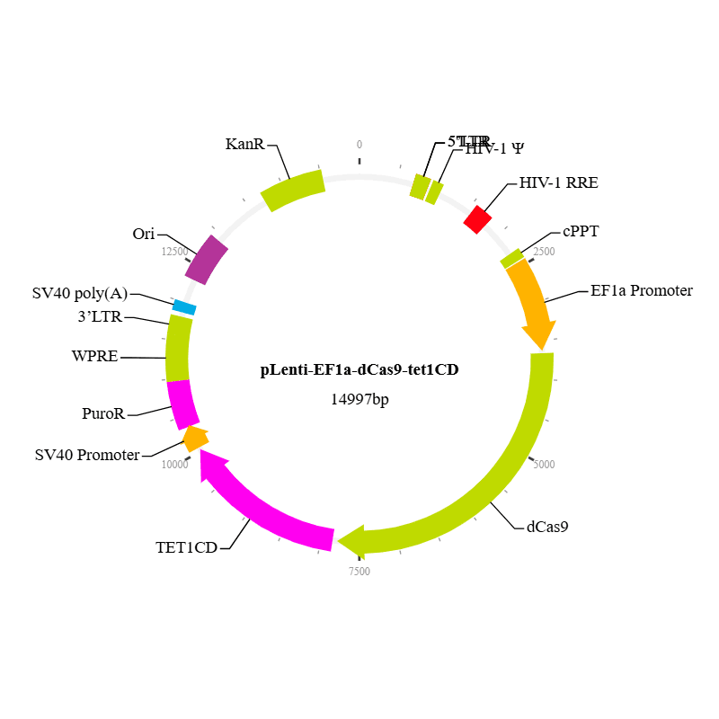 dCas9-TET1CD Lentiviral Vector