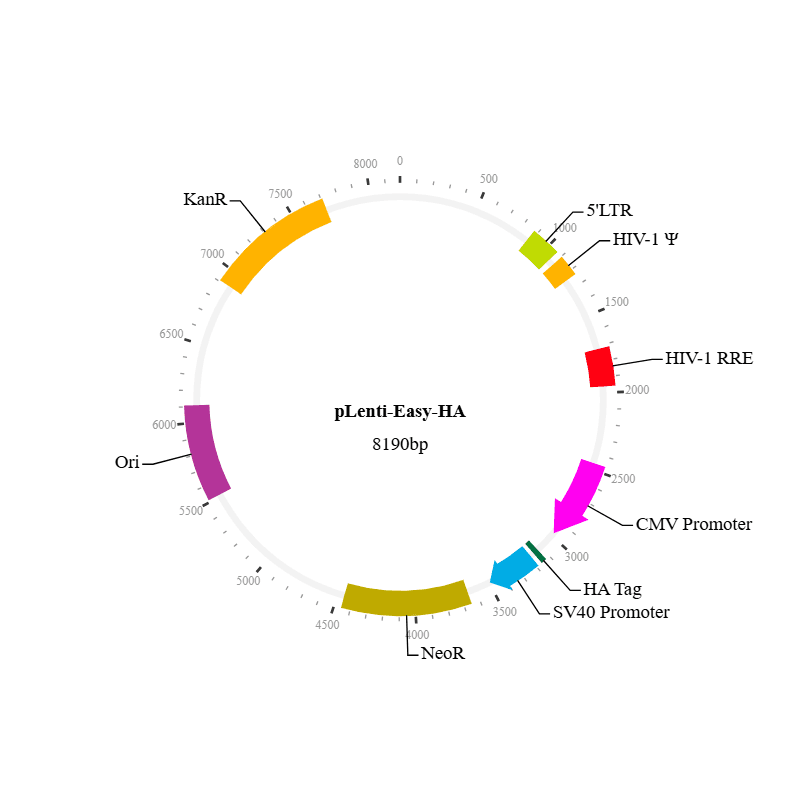 Lenti-Easy-HA Tag Vector
