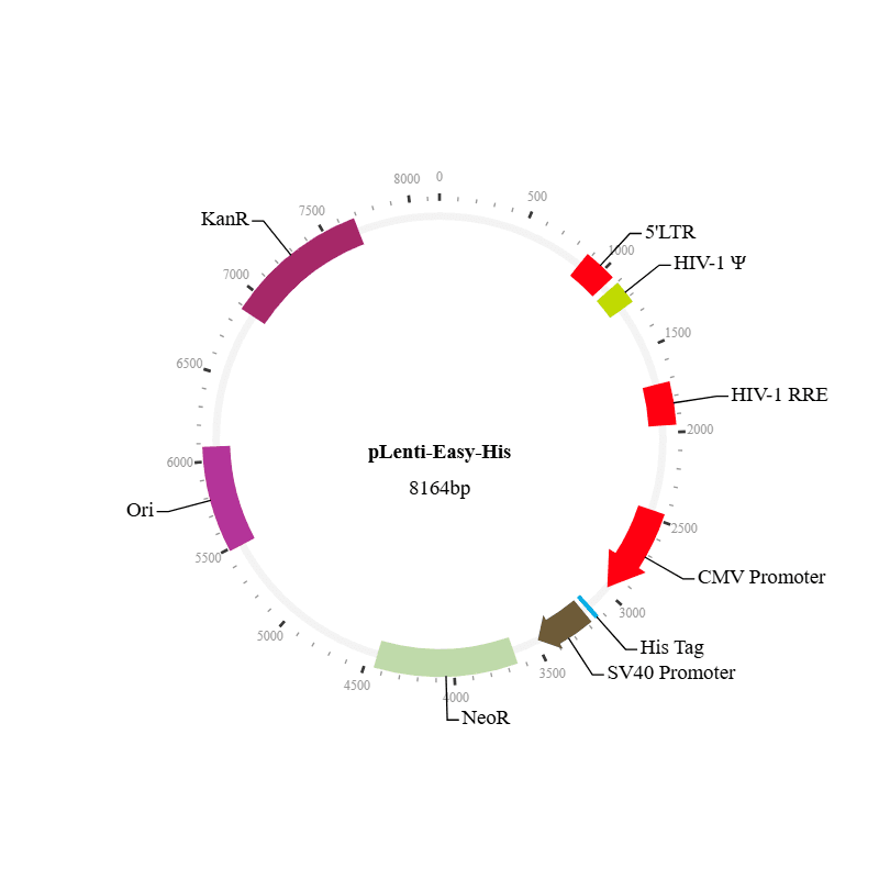 Lenti-Easy-His Tag Vector