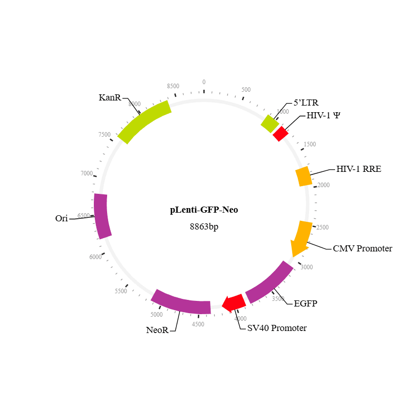 Lenti-GFP Vector