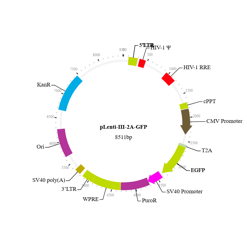 Lenti-III-2A-GFP Vector
