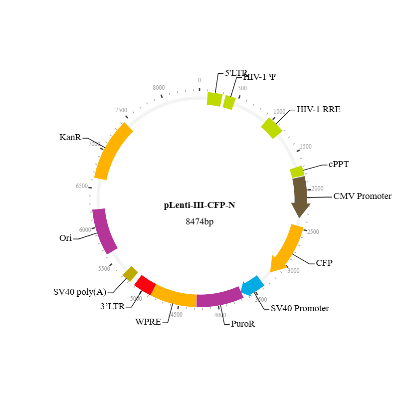 Lenti-III-CFP-N Vector