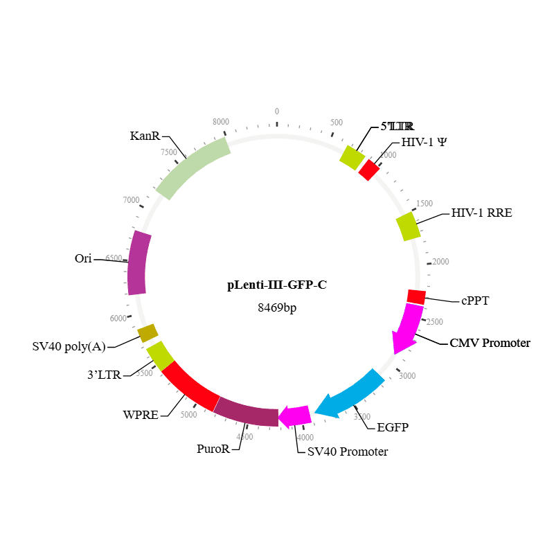 Lenti-III-GFP-C Vector
