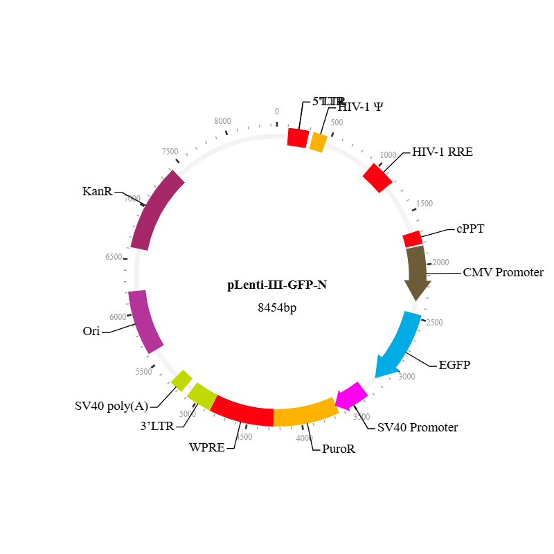 Lenti-III-GFP-N Vector