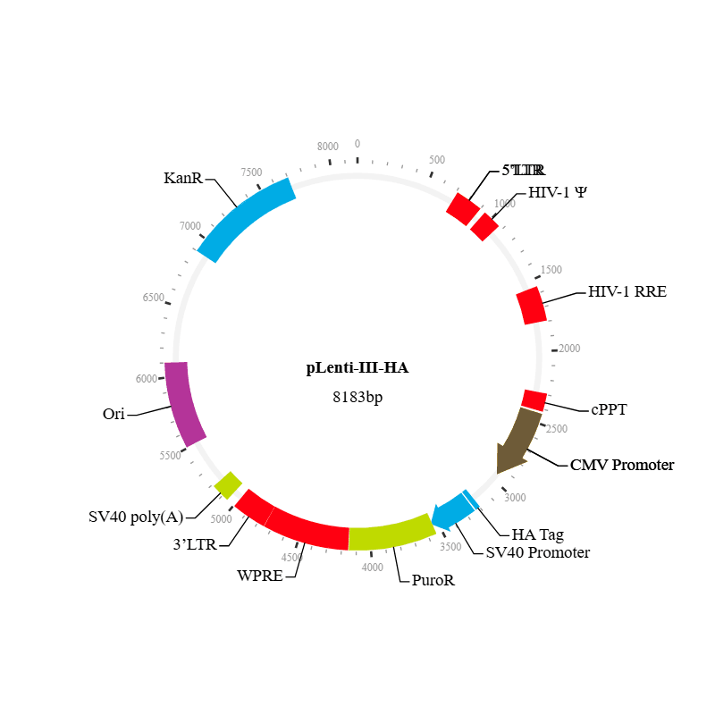 Lenti-III-HA Expression Vector