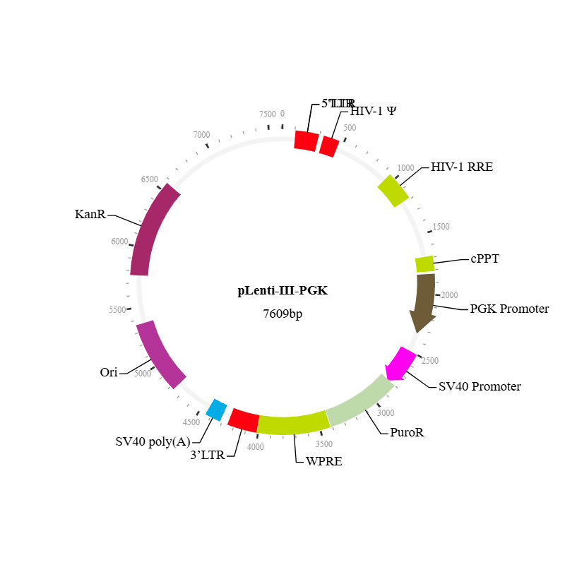 Lenti-III-PGK Expression Vector