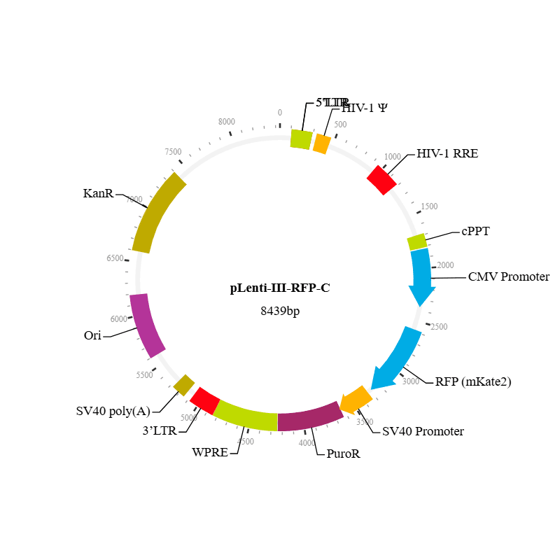 Lenti-III-RFP-C Vector