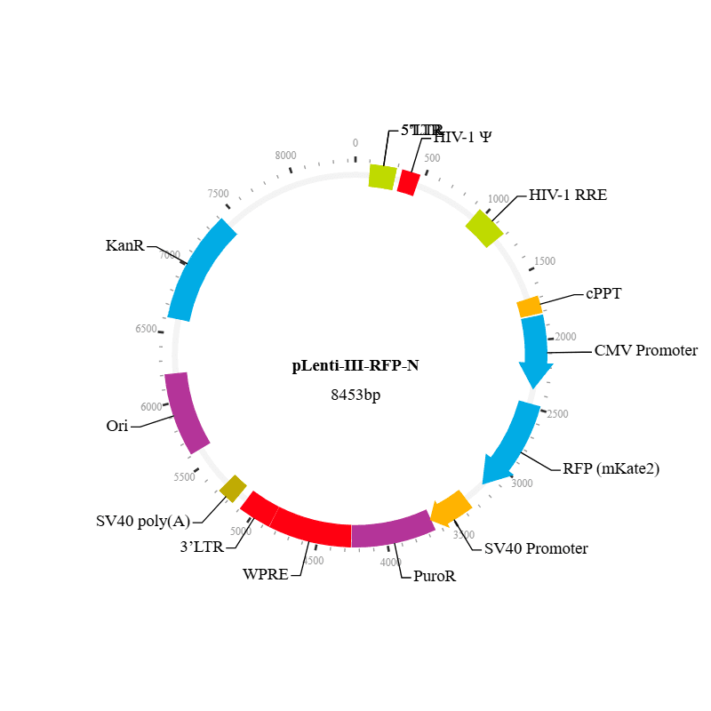 Lenti-III-RFP-N Vector