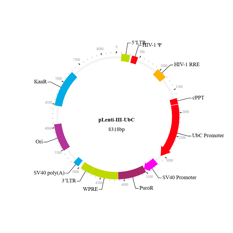 Lenti-III-UbC Expression Vector