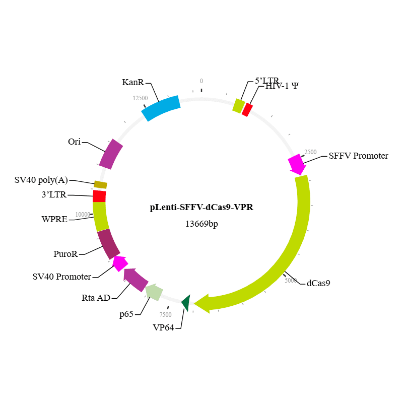 CRISPRa dCas9-VPR Lentiviral Vector