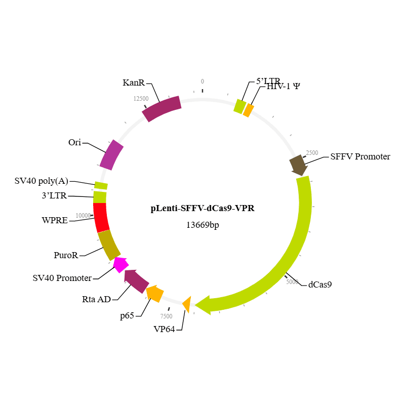 CRISPRa dCas9-VPR Lentivirus