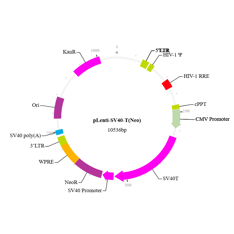 Lenti-SV40T (Neo) Lentivirus, High Titer