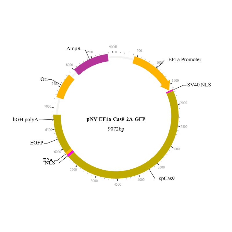Cas9 Nuclease Non-Viral Vector