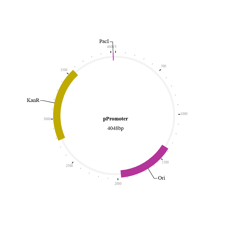 pPromoter Vector