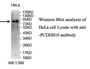 Anti-PCDHB10