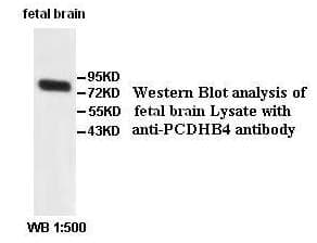 Anti-PCDHB4