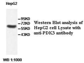 Anti-PDK3