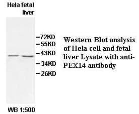 Anti-PEX14