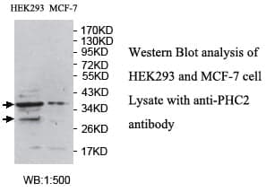 Anti-PHC2