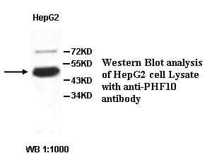 Anti-PHF10